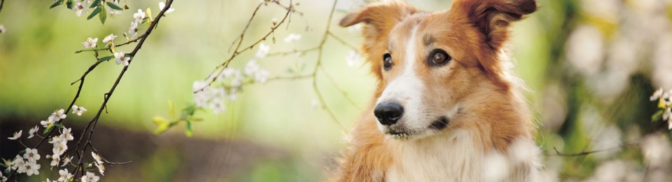 Clearwater Veterinary Centre